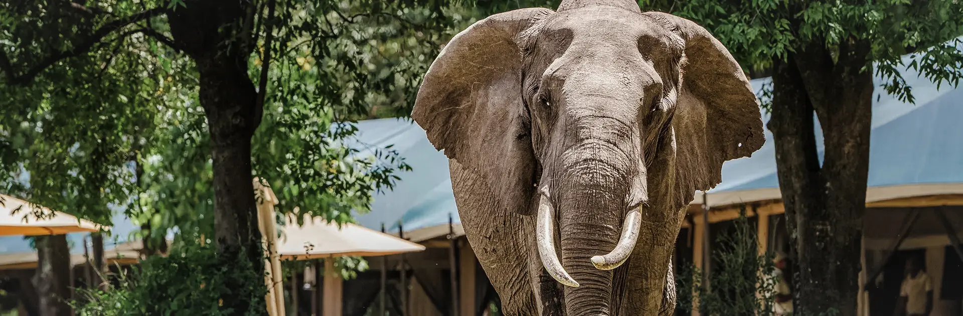 An elephant walks towards the camera | Go2Africa