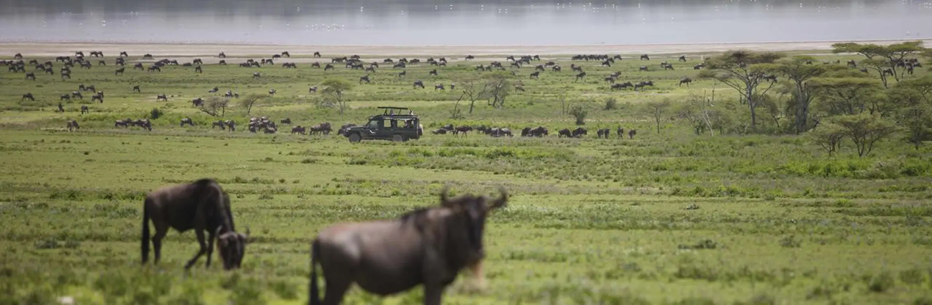 banner_Serengeti_UC_2014-90