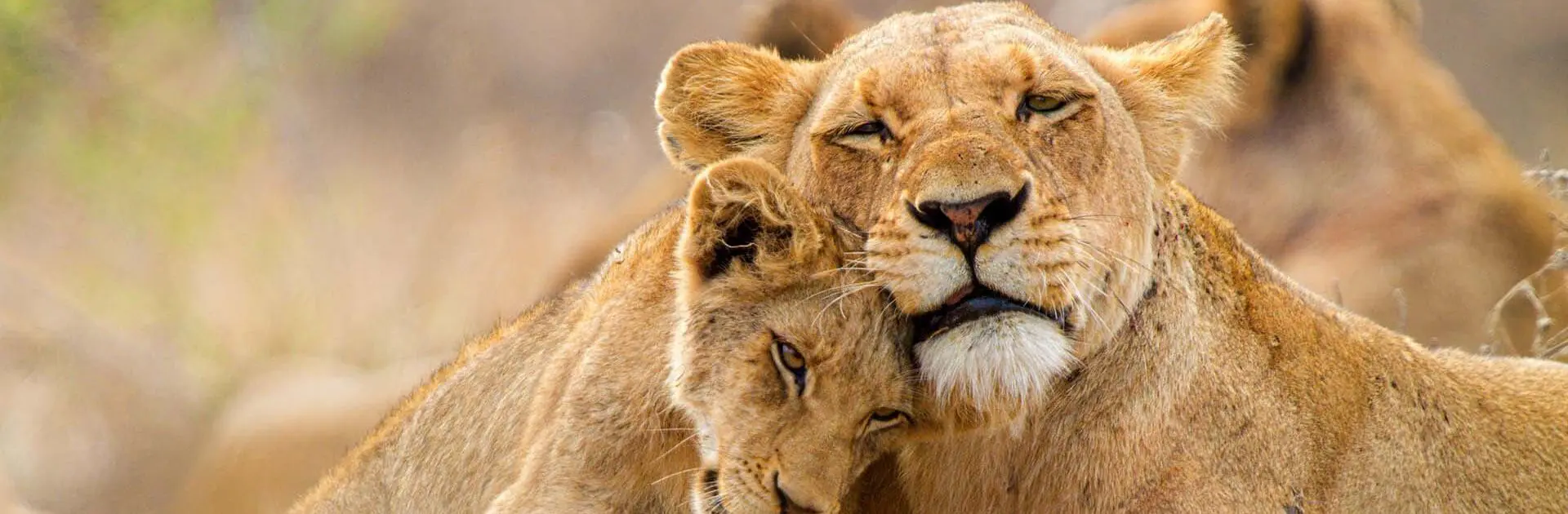 A young lion nuzzles its head into the cheek of a lioness | Go2Africa