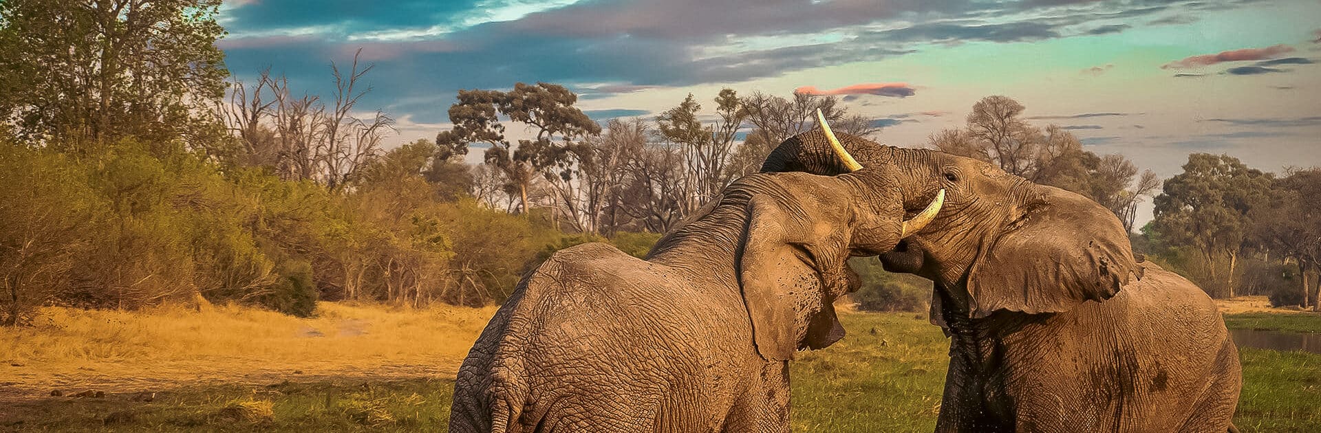Two elephants tangle tusks in Botswana | Go2Africa