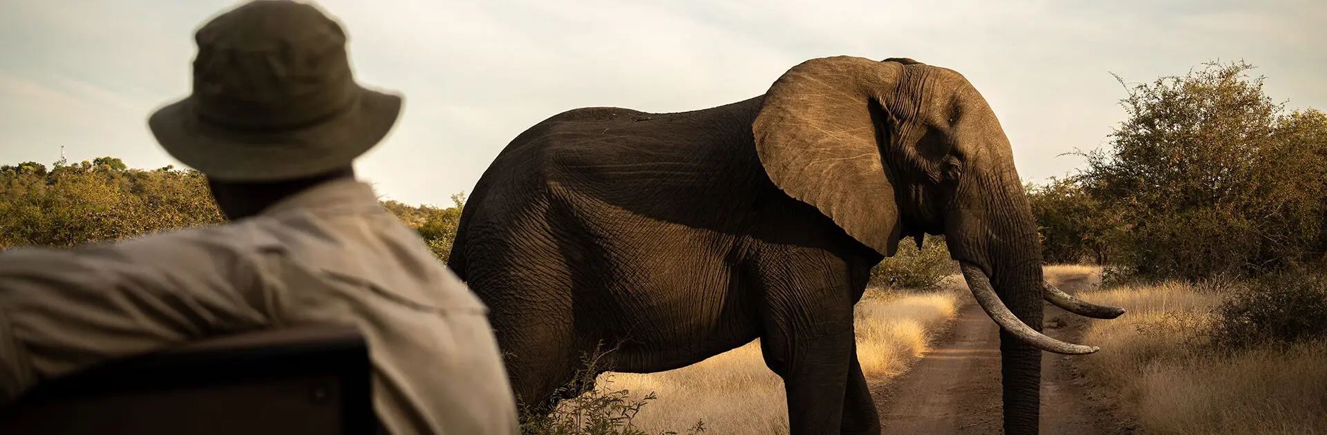 Tracker watches as an elephant passes by in the Greater Kruger reserves, South Africa | Go2Africa