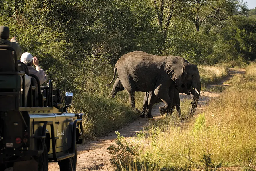 Spot the Big 5 on game drivers through the Kruger | Lion Sands