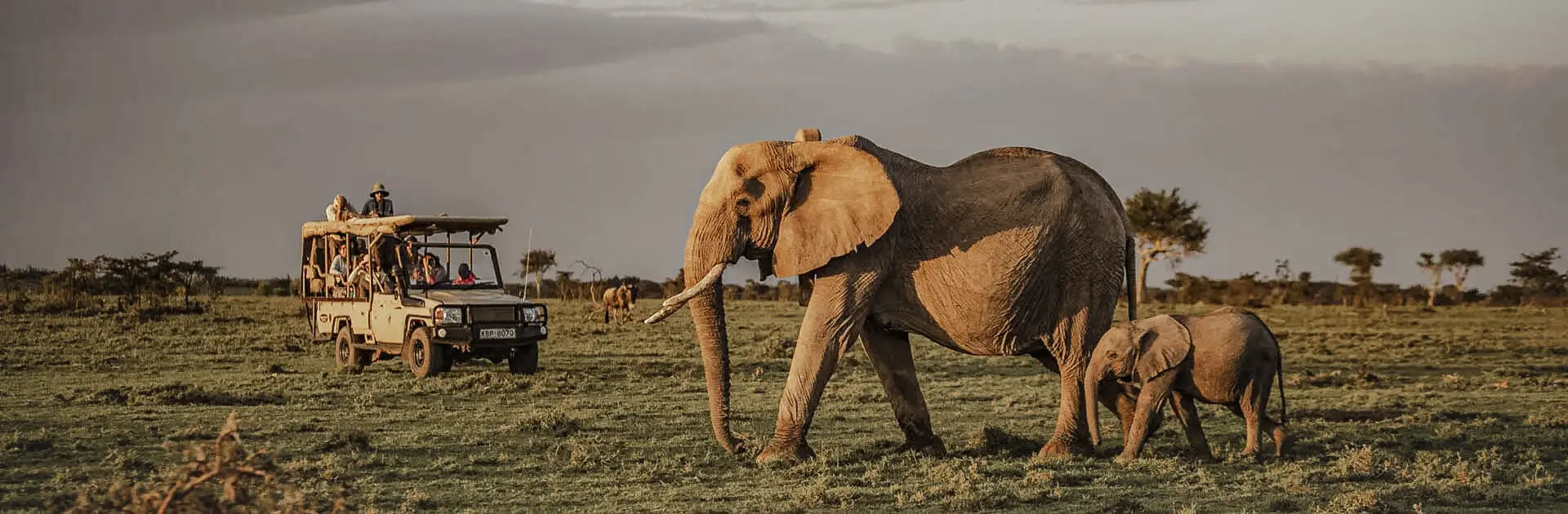 Elephants spotted on a game drive from Porini Lion Camp in Masai Mara, Kenya | Go2Africa