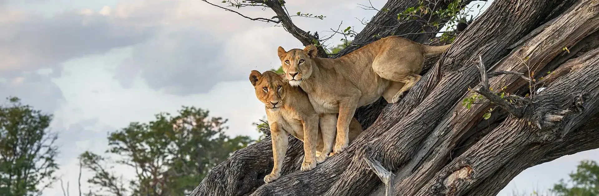 Two lions stand on a leaning tree trunk in Botswana's Okavango Delta | Go2Africa