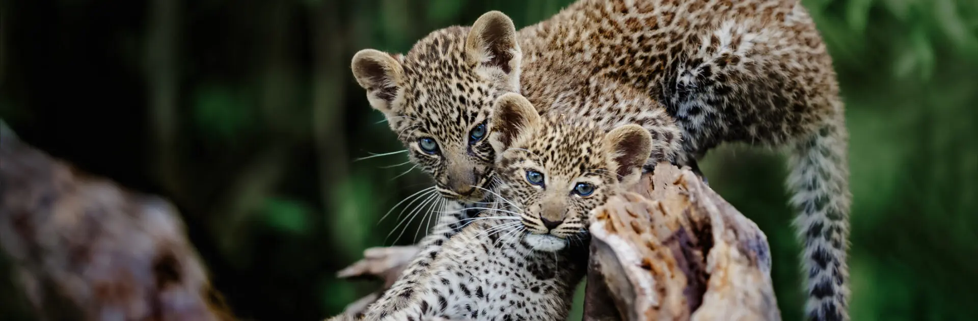 Two leopard cubs sit on a branch | Go2Africa