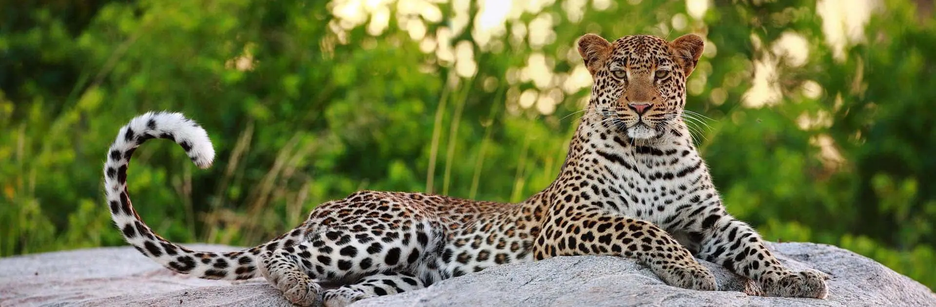 A leopard laying on a boulder looking at the camera backed by greenery spotted on a game drive in Motswari Private Game Reserve | Go2Africa