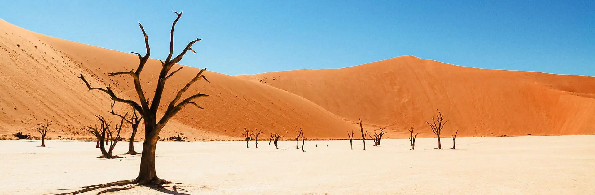 A petrified tree in the Namibian desert with big 'red' sand dunes in the background | Go2Africa
