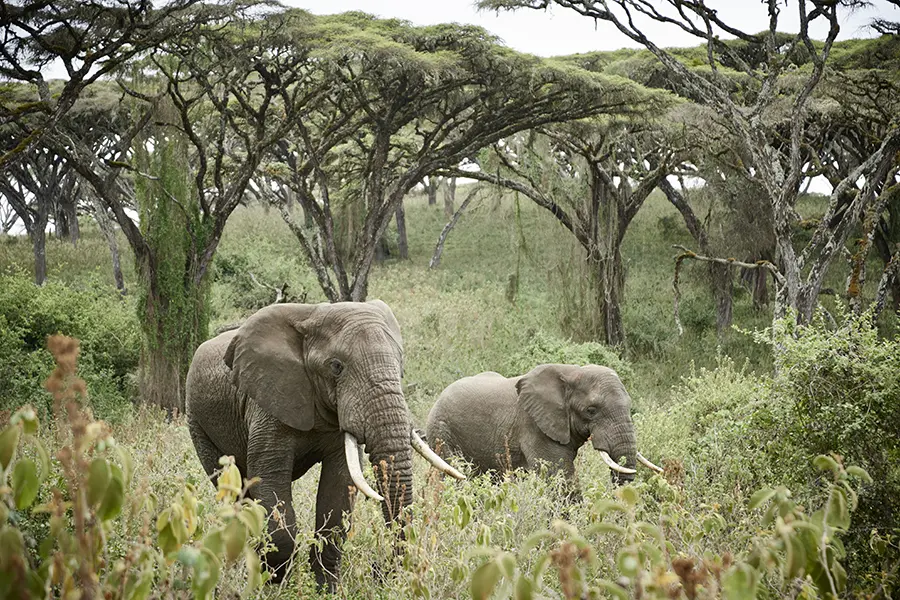 Ngorongoro Crater Camp.