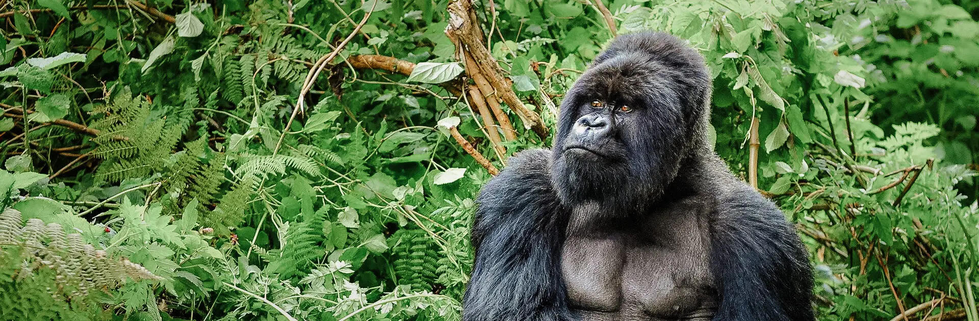 A silverback mountain gorilla in a rainforest in Rwanda | Go2Africa