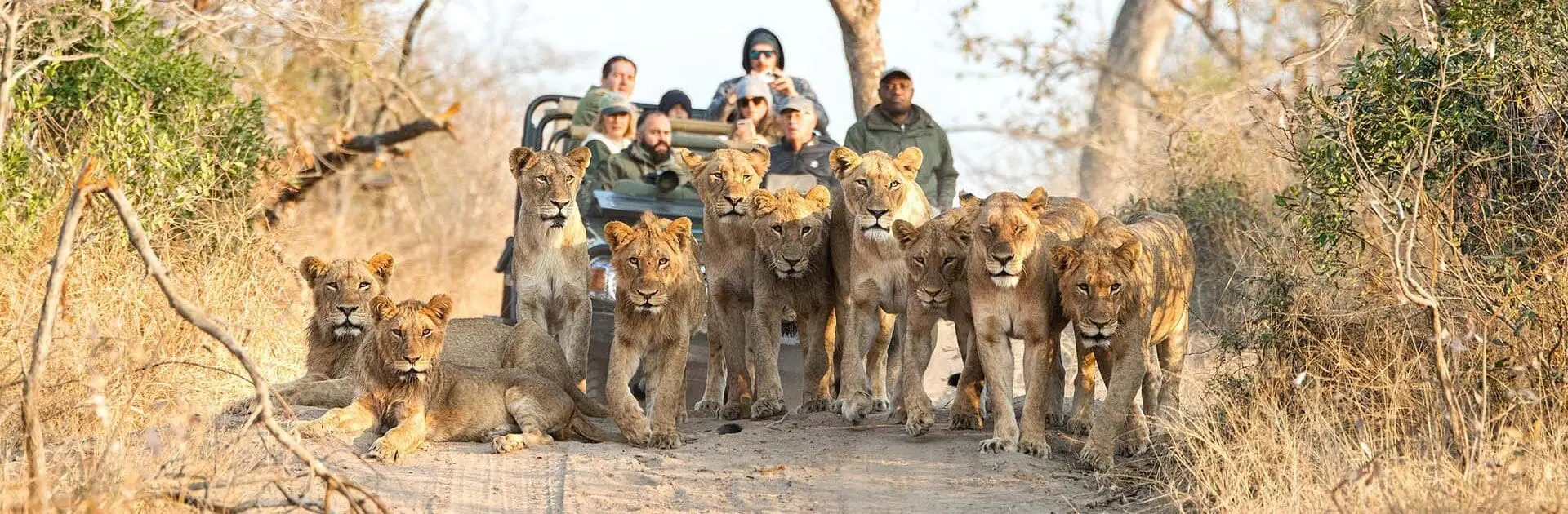 A large group of lions walk towards the camera on a sand track with a game vehicle following behind | Go2Africa