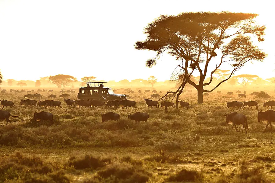 Serengeti Under Canvas game drive and wildlife