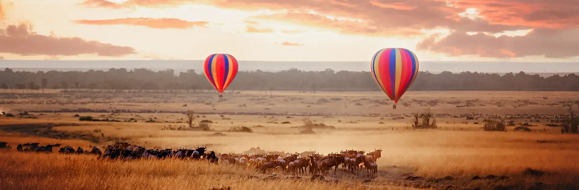 Sunrise over the Masai Mara, with a pair of low-flying hot air balloons and a herd of wildebeest below in the typical red oat grass of the region. In Kenya during the annual Great Migration.