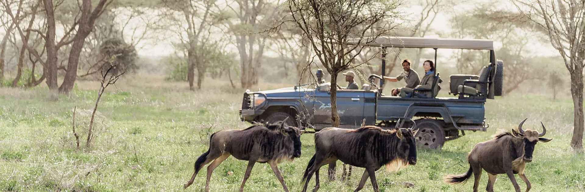 Wildebeest spotted on a game drive at Songa Tented Camp, Serengeti National Camp, Tanzania | Go2Africa