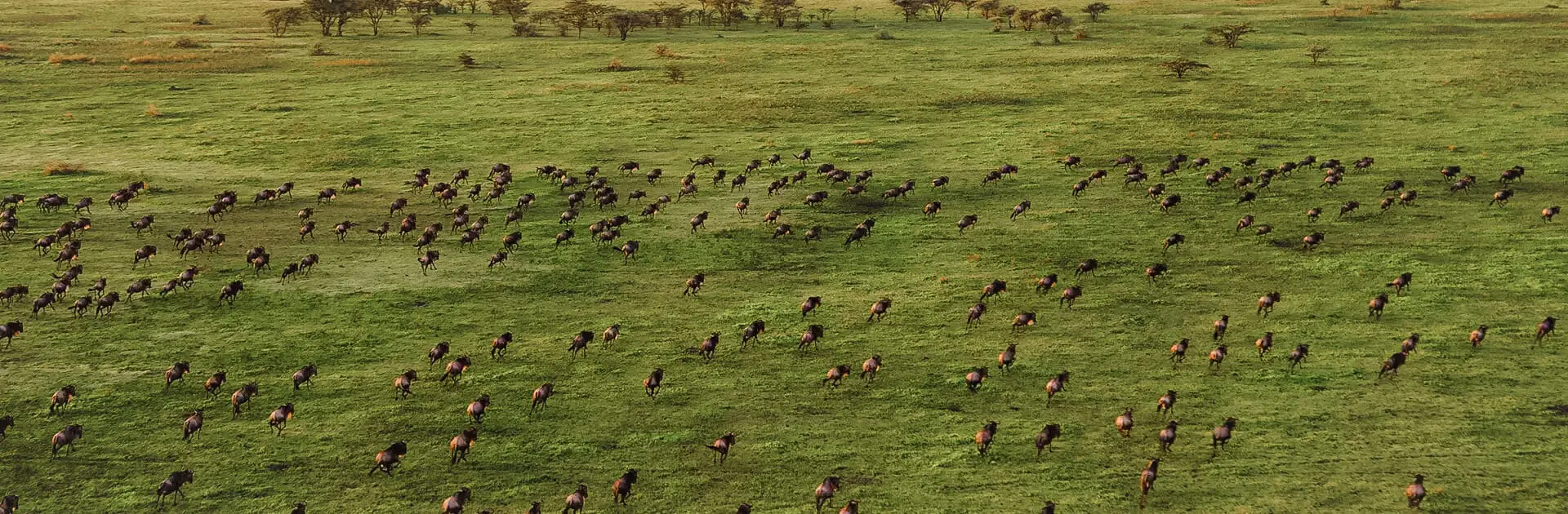 Witnessing the Great Migration from an aerial perspective | Go2Africa