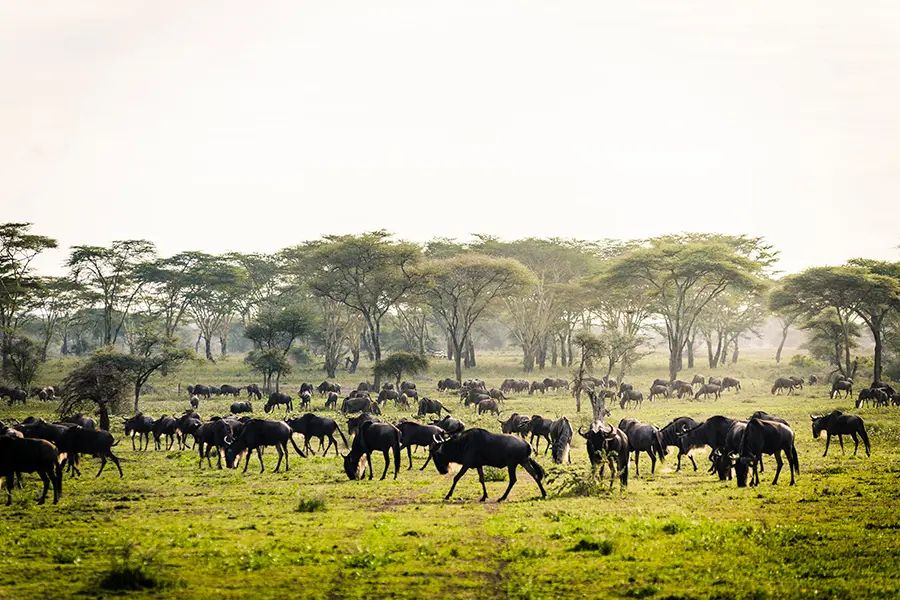 Prime position for the annual Wildebeest Migration.