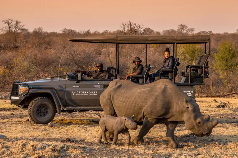 stanley-livingstone-black-rhino-sightings-safari