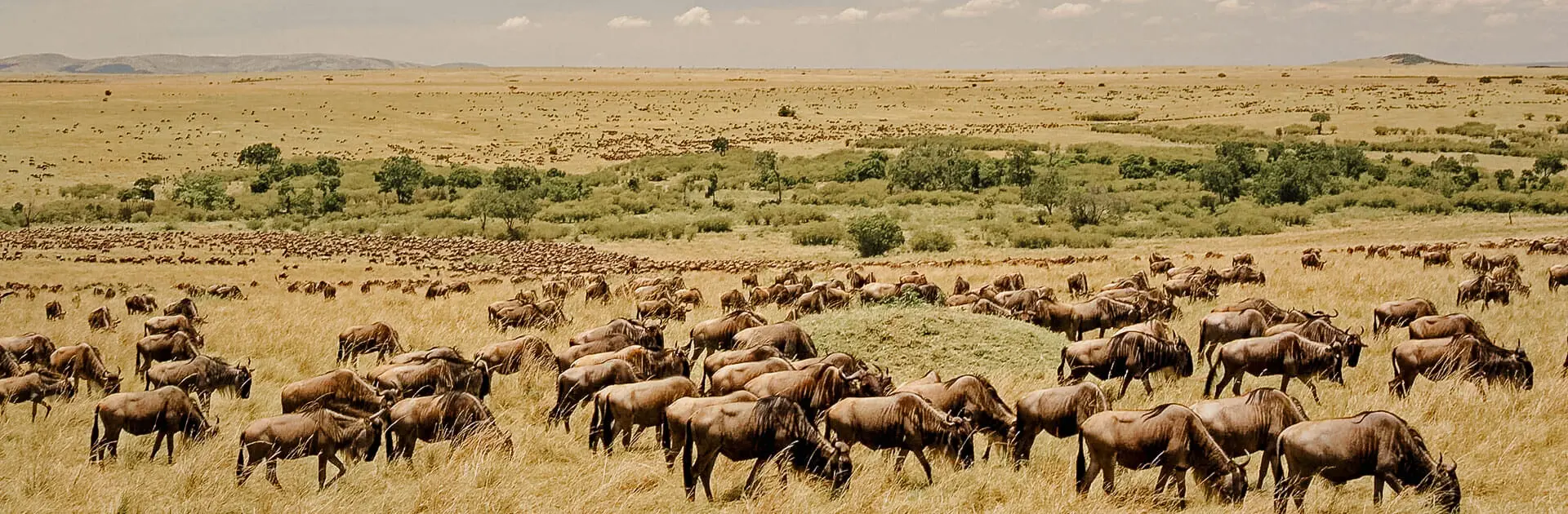 A mega herd of wildebeest graze and travel during the annual Great Migration | Go2Africa