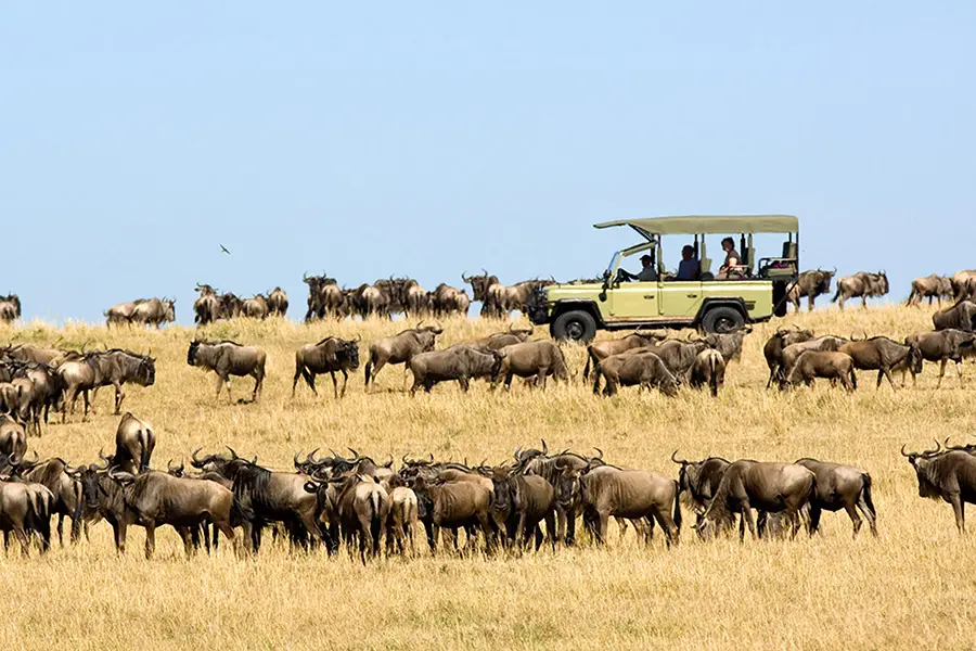 A safari vehicle stands amidst the wildebeest herds during the wildebeest migration in northern serengeti