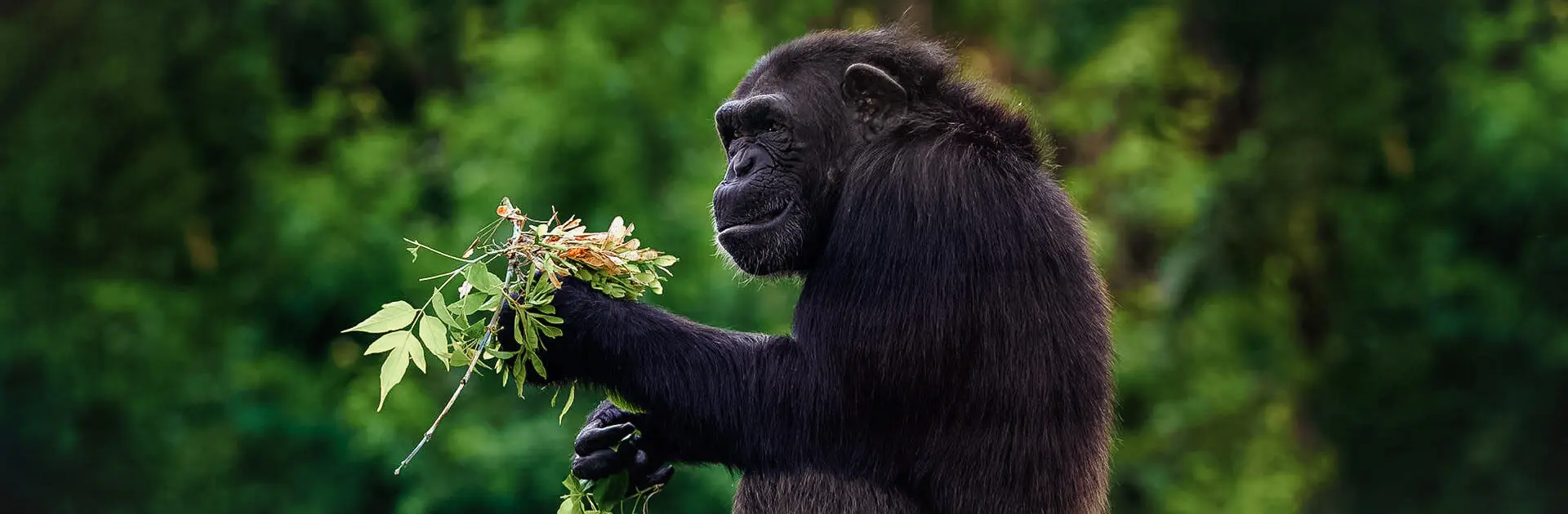 A primate sits in a forest picking at a branch with leaves | Go2Africa