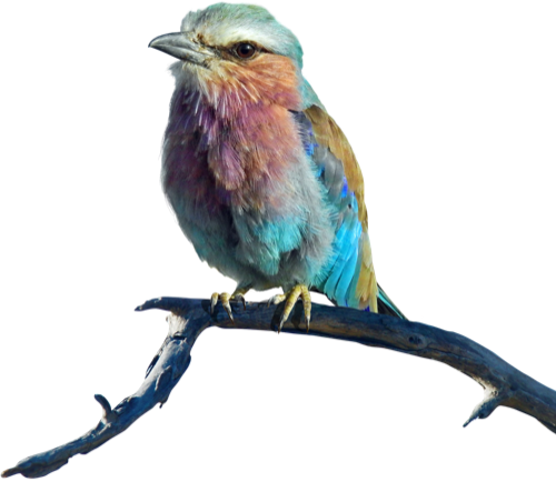 INTRODUZIR TEXTO ALTERNATIVO AQUI